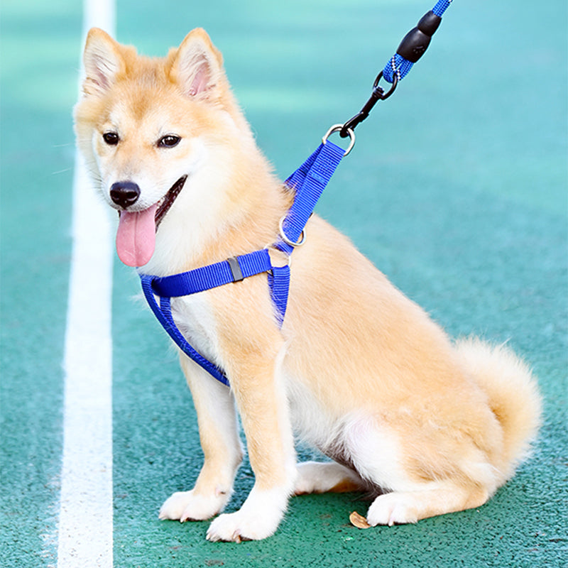 Small dog wearing a blue nylon harness with lead