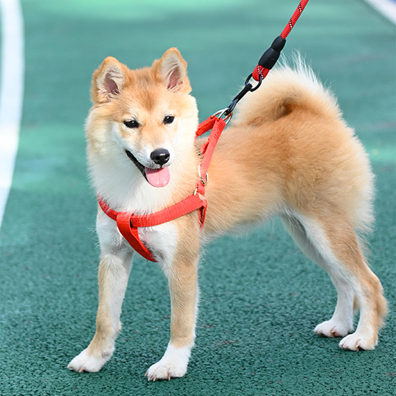 Dog standing in a red nylon harness with lead