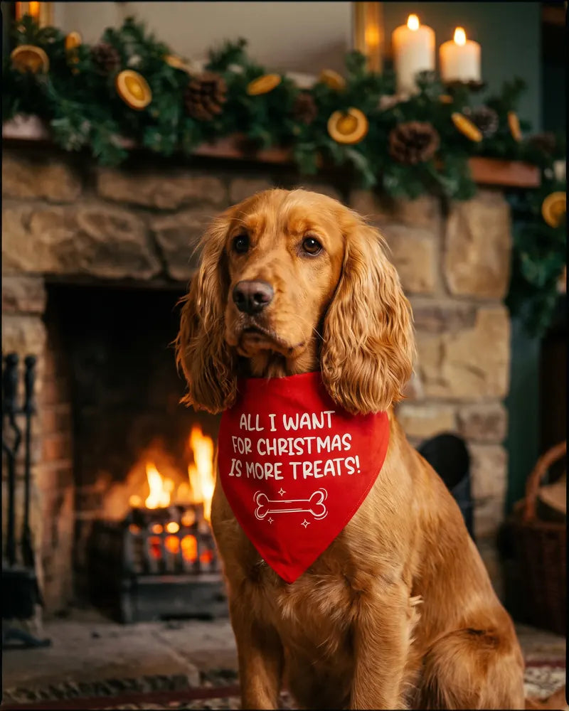 The Scarf That Asks for More Christmas Treats — styled photograph